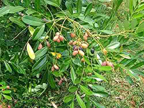 Lakshmi Taru Medicinal Plant (Simarouba Glauca)