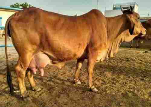 Healthy And Fit Sahiwal Cow