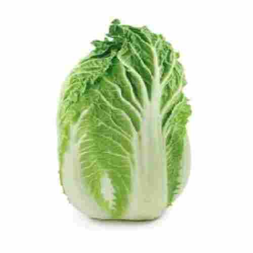 Healthy and Natural Fresh Napa Cabbage