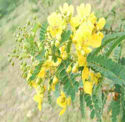 Yellow Tanner's Cassia Plant