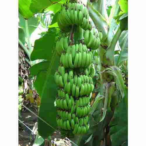 Green Banana Tissue Culture Plants(For Farming Purpose)