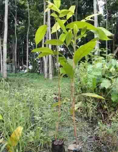 Mahogany Plants With Big Green Leaf African Variety, Perfect For Indoor And Outdoor