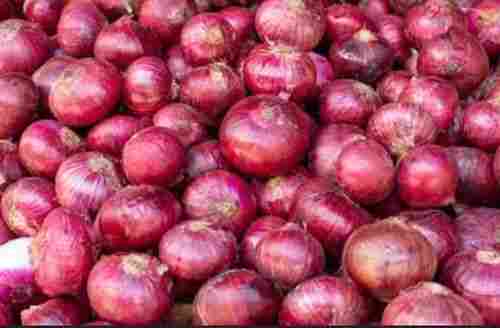 Pack Of 50 Kilogram 100% Natural Organic Onion With Medium Size And A Grade
