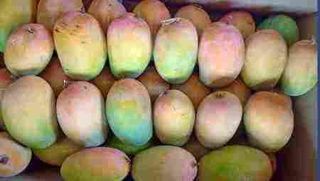 Best Price Export Quality Farm Fresh Paki Kesar Mango For Fruit And Juice Purpose