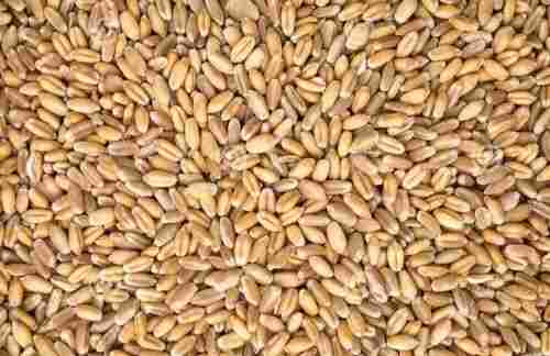 Carbohyderate Rich 100% Pure Healthy Natural Aromatic Golden Hard Red Spring Wheat 