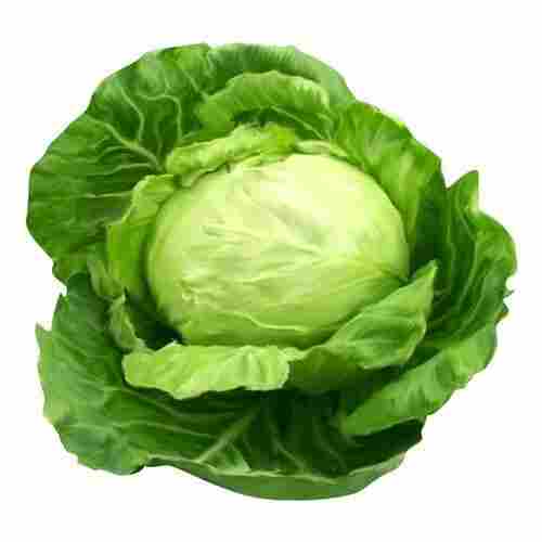 Healthy Farm Fresh Indian Origin Rich In Vitamin Naturally Grown Tasty Green Cabbage