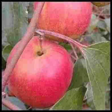Red Sundori Apple Ber Plant