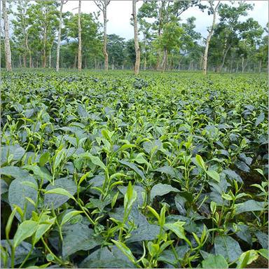 Assam Tea Leaves