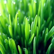Barley Grass Extarct Powder Purity(%): 99%