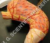 Yellow Human Liver Model