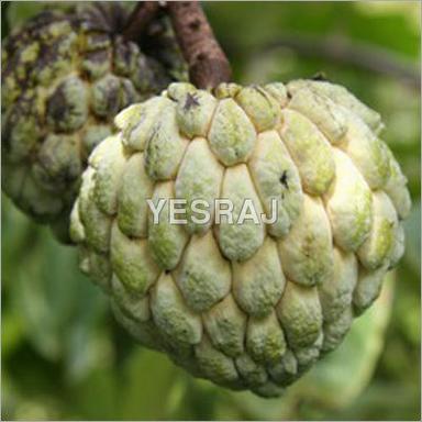 Green Sell Offer For Custard Apple