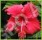 Hibiscus Age Group: For Adults