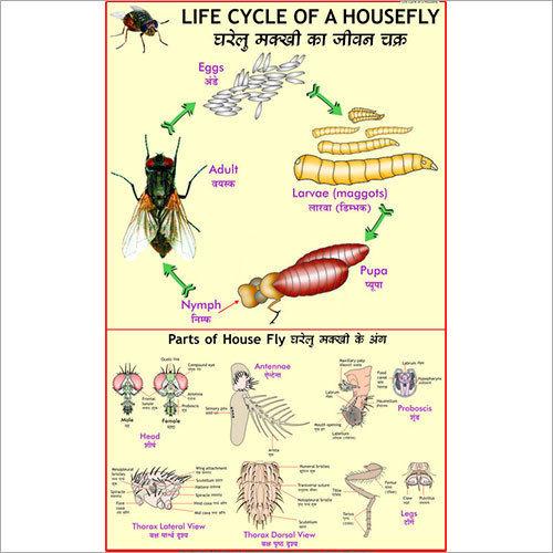 life cycle of a housefly