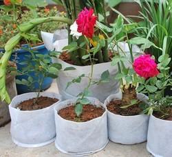  Rooftop Gardening Bag