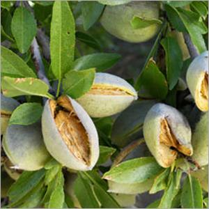Macadamia Carrier Oil