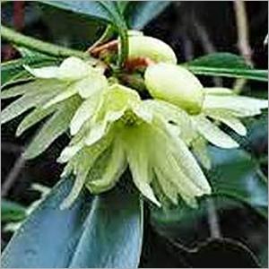 Star Anise Oil