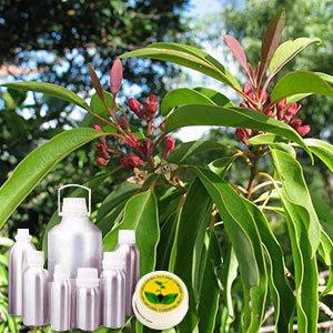 Amyris Oil
