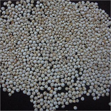 White Sorghum
