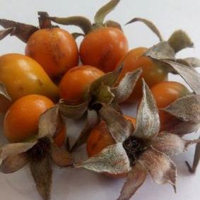 Herbs Powder Rosehip Extract Granules