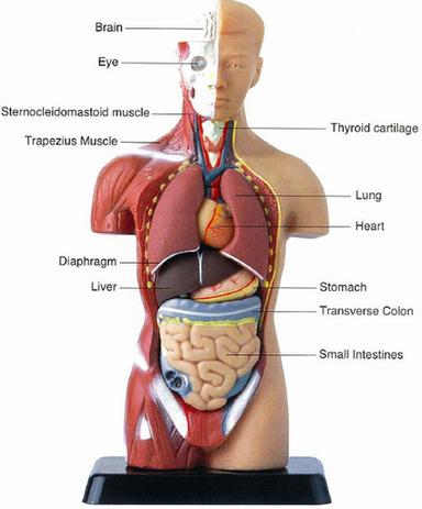 Multicolor Human Torso