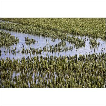 Agriculture Rice Seeds