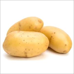 Oval Potato