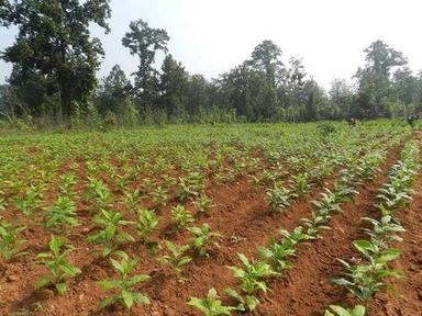Sarpagandha Medicinal Plants Grade: 1St