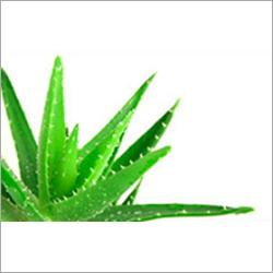 Aloe Vera Dry Extract