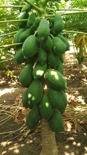 Green Papaya