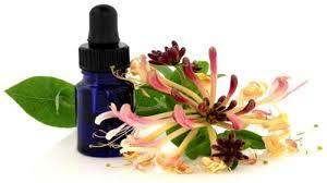 Honeysuckle Oil