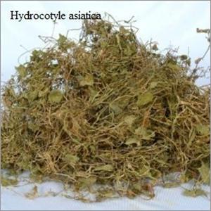 Hydrocotyle Asiatica Leaves