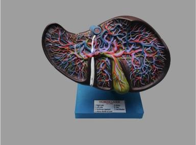 Fiber Liver Model