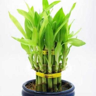 Bamboo plant