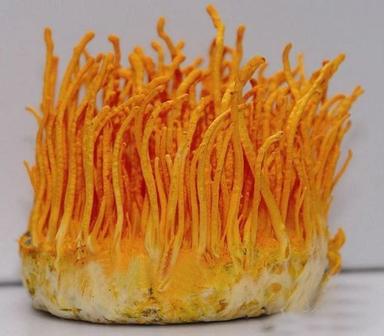 Cordyceps Militaries