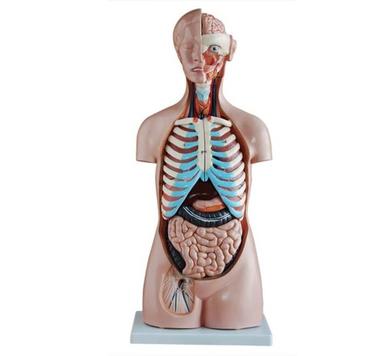 ConXport 85CM Sexless Torso 20 Parts
