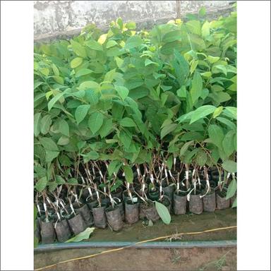 Green Custard Apple