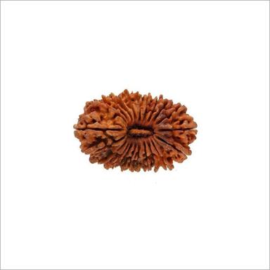 Rudhraksha Twenty One Mukhi Rudraksha