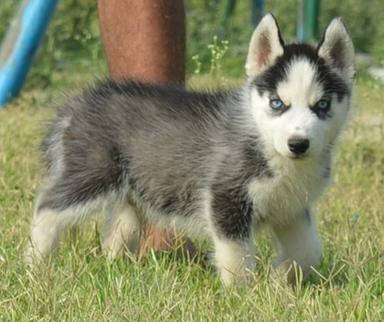 Puppy shop dog price