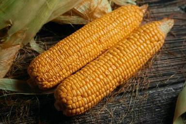 maize dent corn