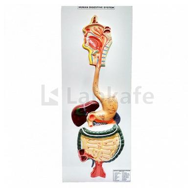 Human Digestive System Application: Industrial