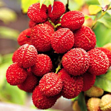 Litchi Slices Origin: Indian