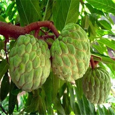 Sitaphal Custard Apple Pulp Origin: Indian