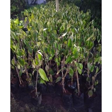 Different Available Duriyant Plant