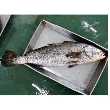 Frozen Nibe Croaker Packaging: Drum