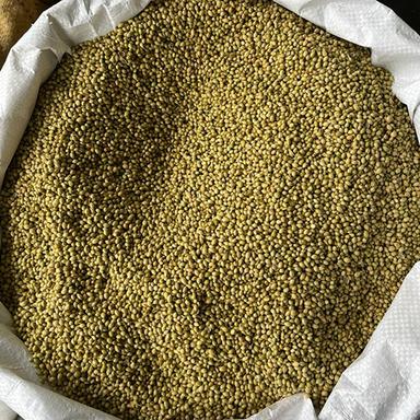 Green Whole Coriander Seeds