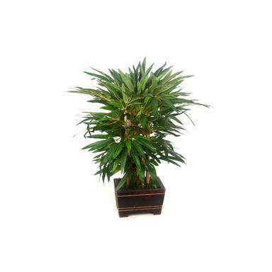 Green Bamboo Bonsai Wooden Pot