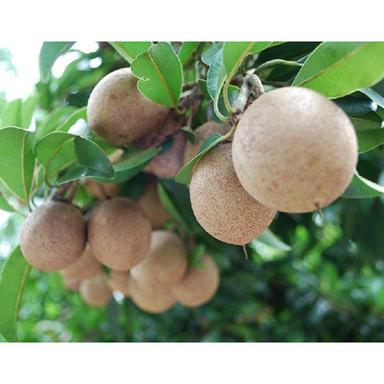Common Fresh Sapota