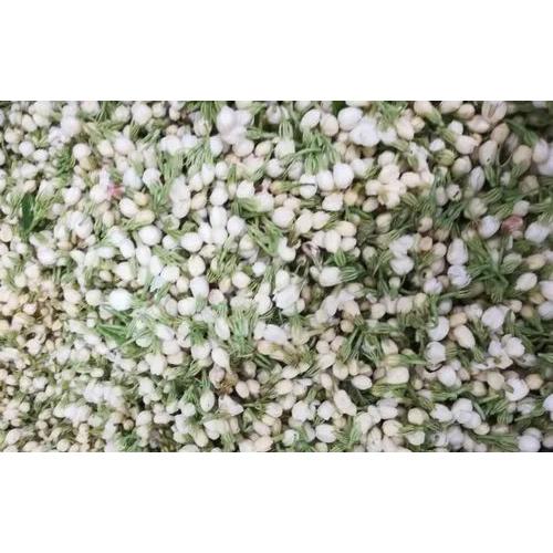 Natural Freeze Dried Jasmine Flower at Best Price in Ankleshwar Hamps