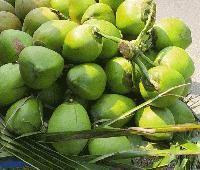 Dipak Coconut Export And Import