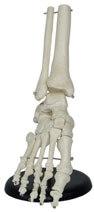 Foot Joint Models